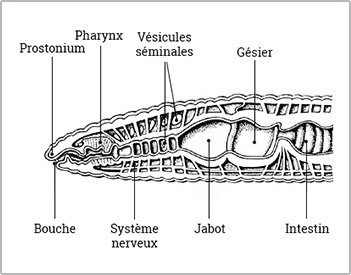 fig1